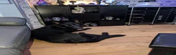 German Shepherd dogs for sale: Black female German shepherd  - Advert 3