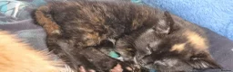 Mixed Breed cats for sale: We looking for home - Advert 14