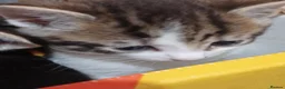 Mixed Breed cats for sale: 3boys&3 girls - Advert 8