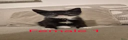 Mixed Breed cats for sale: 5 beautiful kittens for sale - Advert 14