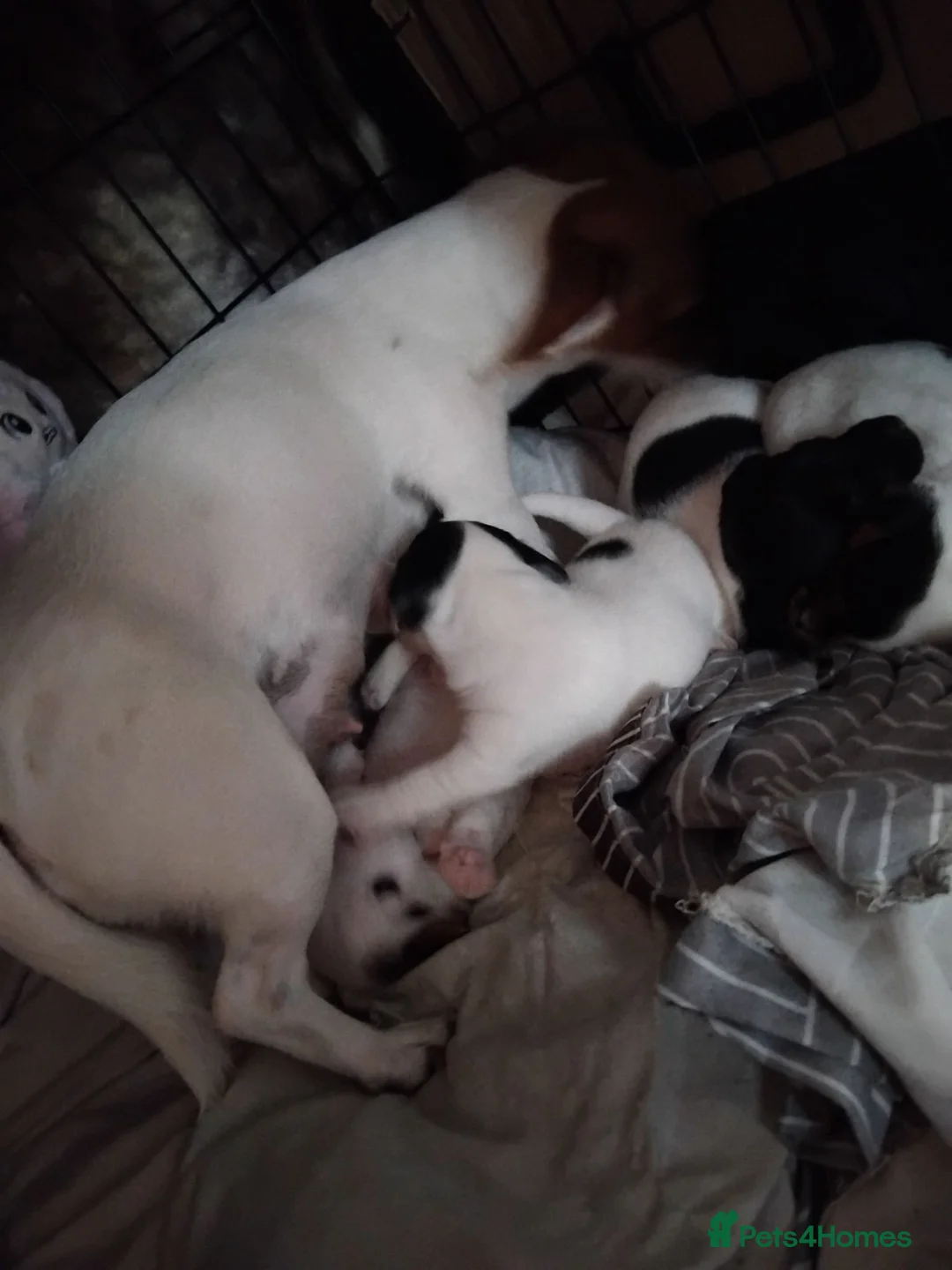 Jack Russell dogs for sale: Full jack russle pups  - Advert 2