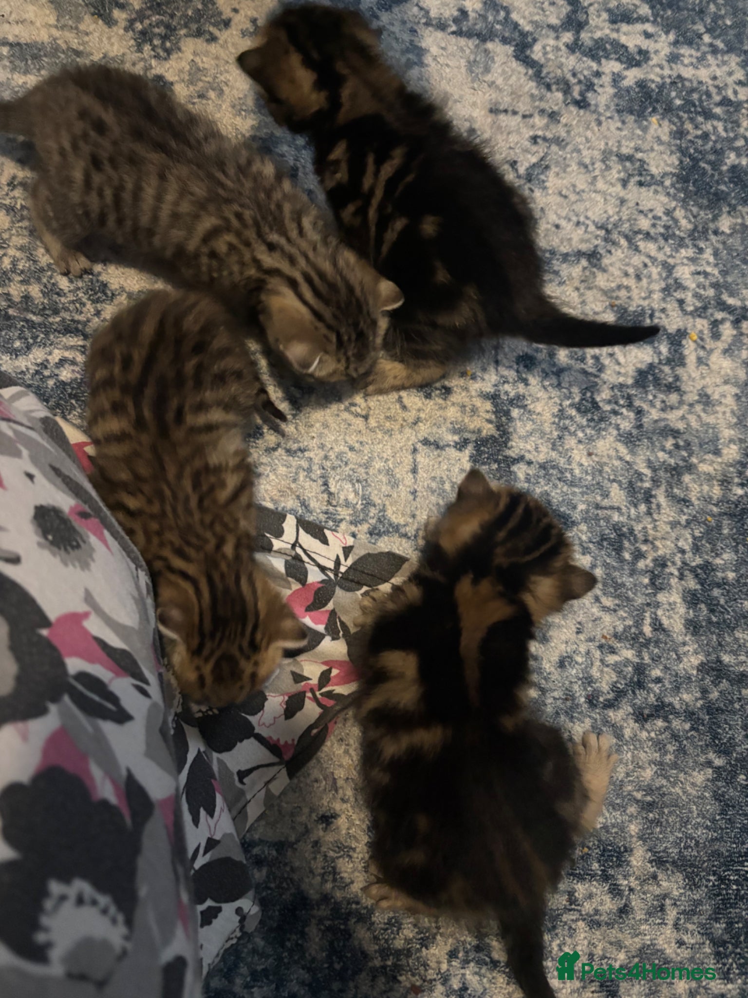 Mixed Breed cats Beautiful kittens looking for there forever homes  - Advert 2