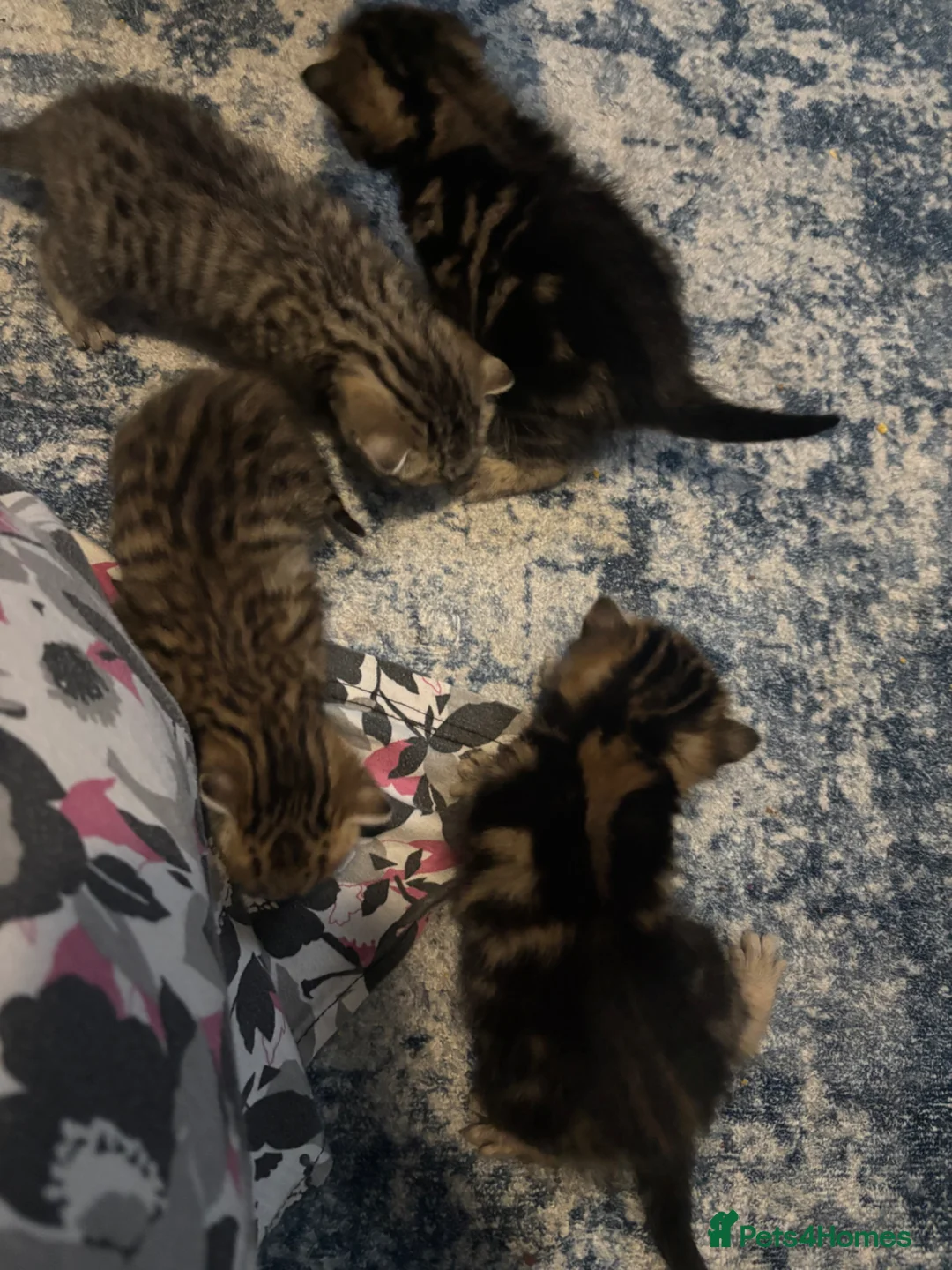 Mixed Breed cats for sale: Beautiful kittens looking for there forever homes  in Brentford - Advert 1