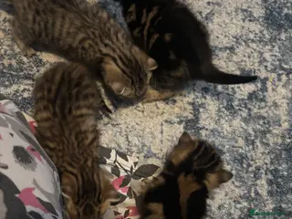 Mixed Breed cats Beautiful kittens looking for there forever homes - Advert 2