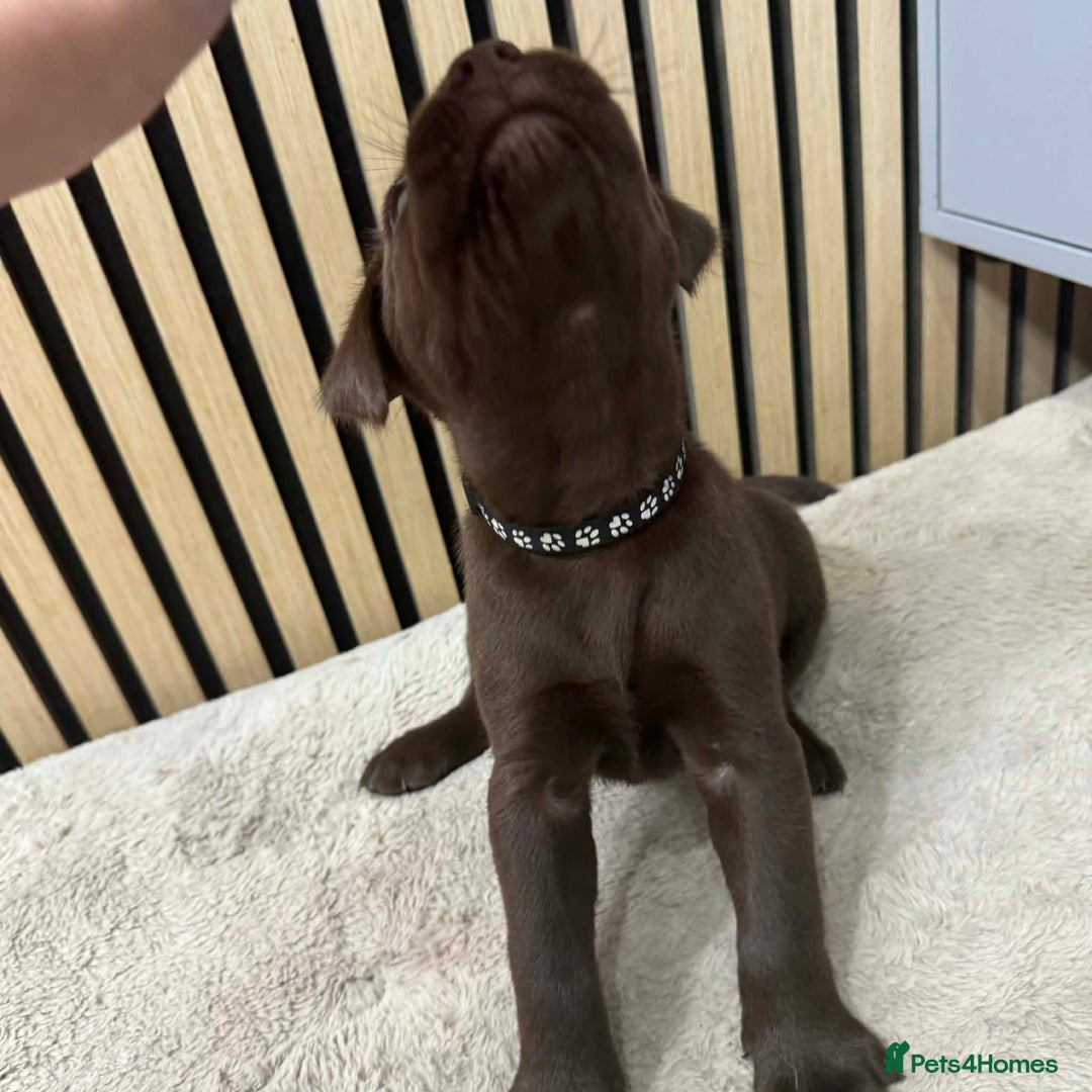 Labrador Retriever dogs for sale: Beautiful Labrador puppies for sale🥰 - Advert 14