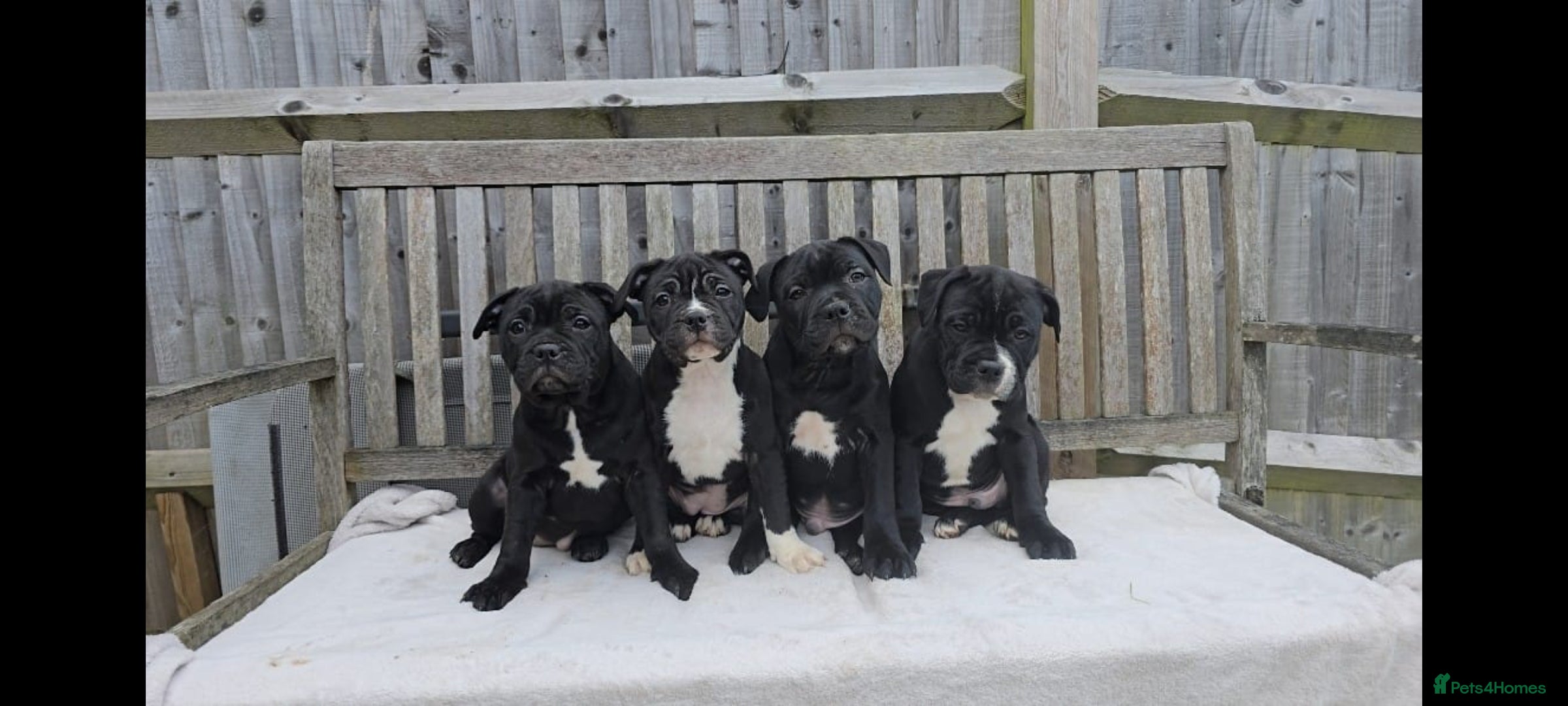 Staffordshire Bull Terrier dogs Stunning Staffordshire Bull Terrier Puppies - Advert 17