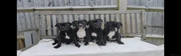Staffordshire Bull Terrier dogs for sale: 🥰 All babies SOLD 🥰 - Advert 7