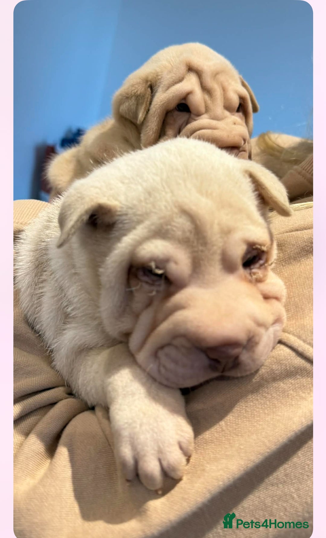 Shar Pei dogs for sale: shar peis - Advert 13