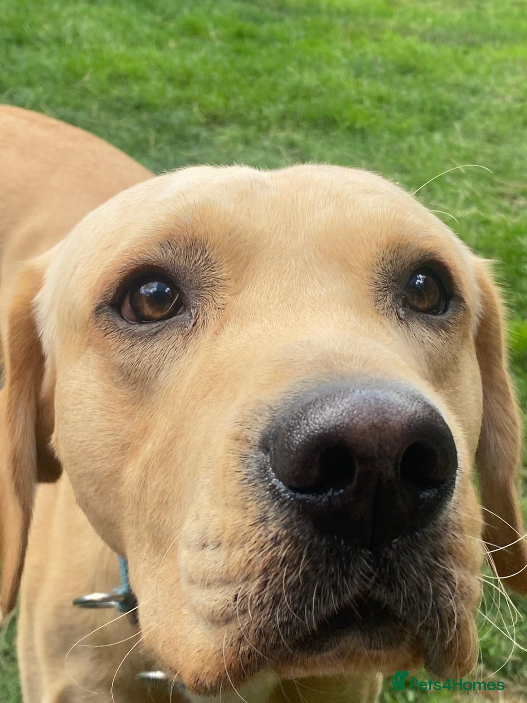 Labrador Retriever dogs for stud: Billy - 3YO Labrador Retriever Stud in Oxfordshire - Advert 4