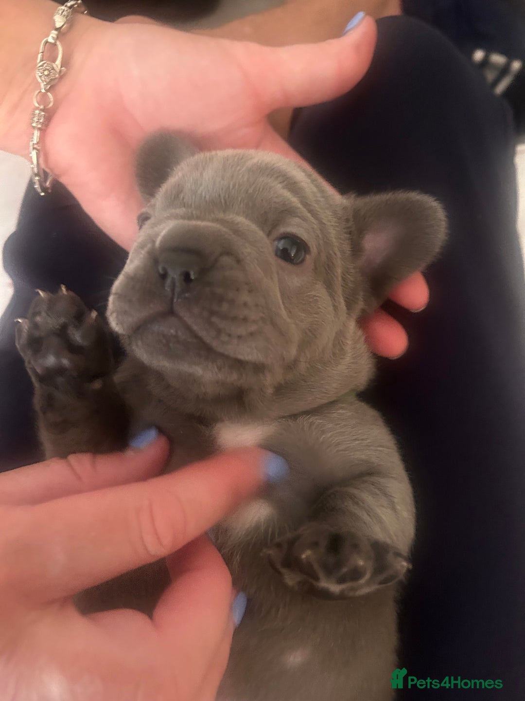 French Bulldog dogs for sale: 2 chunky well breed French bull dog pups  - Image 2