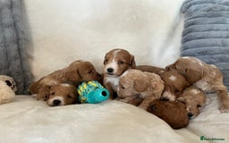 Cockapoo dogs for sale: Cockapoo puppies - DNA Health test clear  - Image 11
