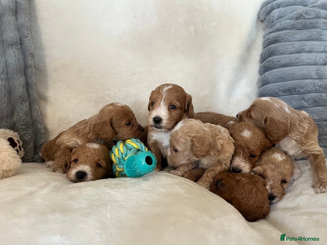 Cockapoo dogs for sale: Cockapoo puppies - DNA Health test clear  - Image 11