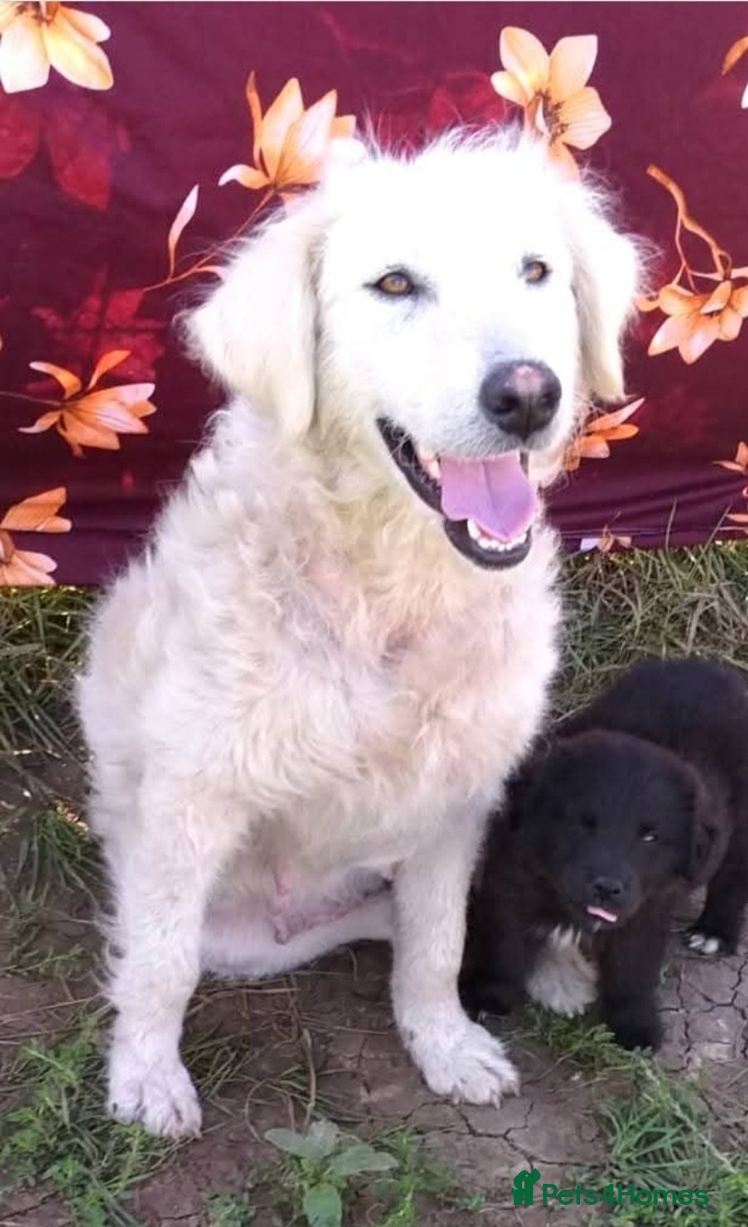 Mixed Breed dogs for adoption: MAGGIE - Advert 5