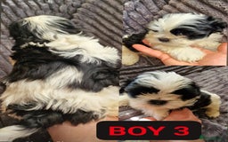 Shih Tzu dogs for sale: 🐾 Amazing Purebred Shih Tzu Puppies Crawley 🐾 - Advert 5