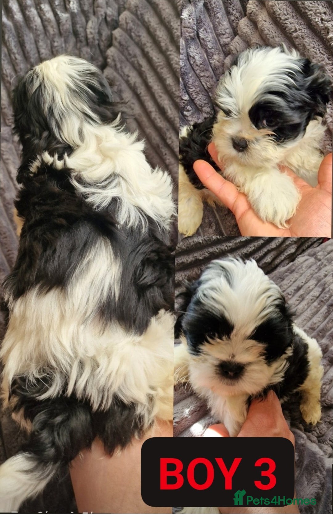 Shih Tzu dogs for sale: 🐾 Amazing Purebred Shih Tzu Puppies Crawley 🐾 - Advert 5