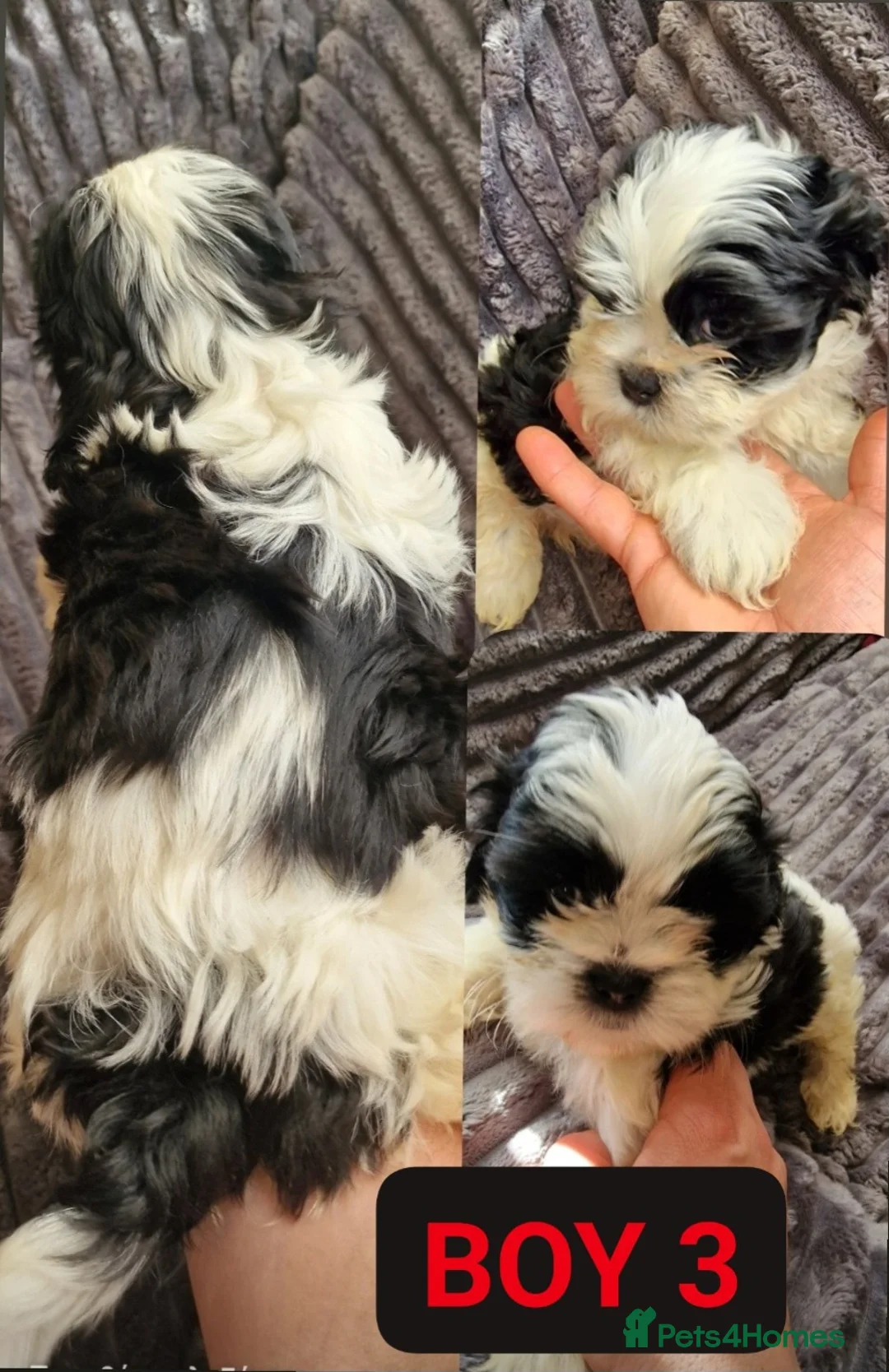 Shih Tzu dogs for sale: 🐾 Amazing Purebred Shih Tzu Puppies Crawley 🐾 - Advert 5
