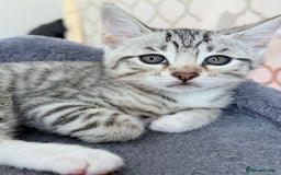 Bengal cats for sale: bengal kittens - Image 1