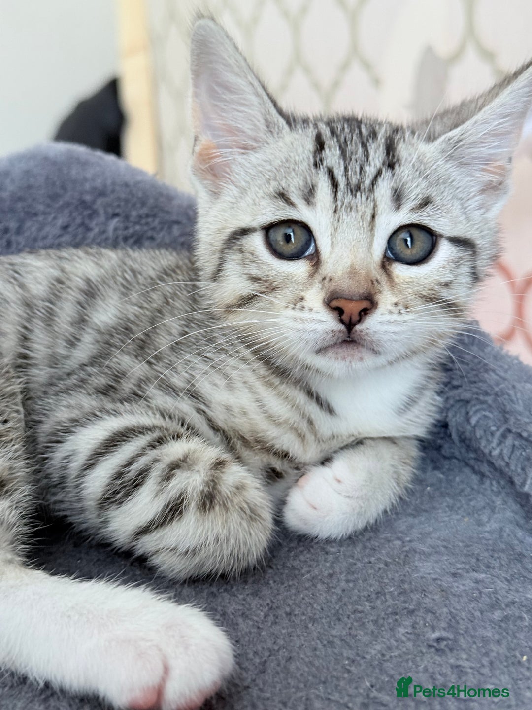 Bengal cats for sale: bengal kittens - Image 1