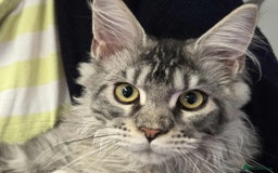 Maine Coon cats for sale: Devon - Image 1