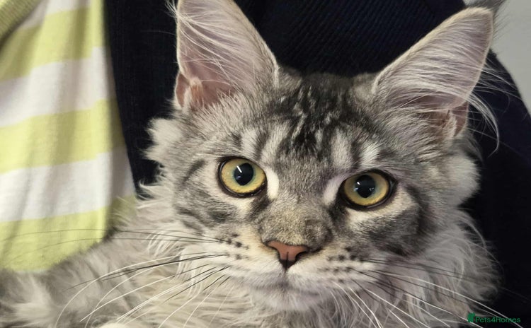 Maine Coon cats for sale - Advert 2