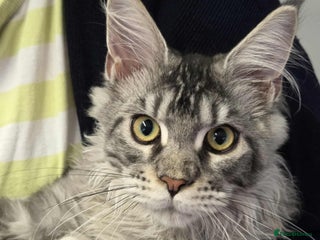 Maine Coon cats - Advert 3