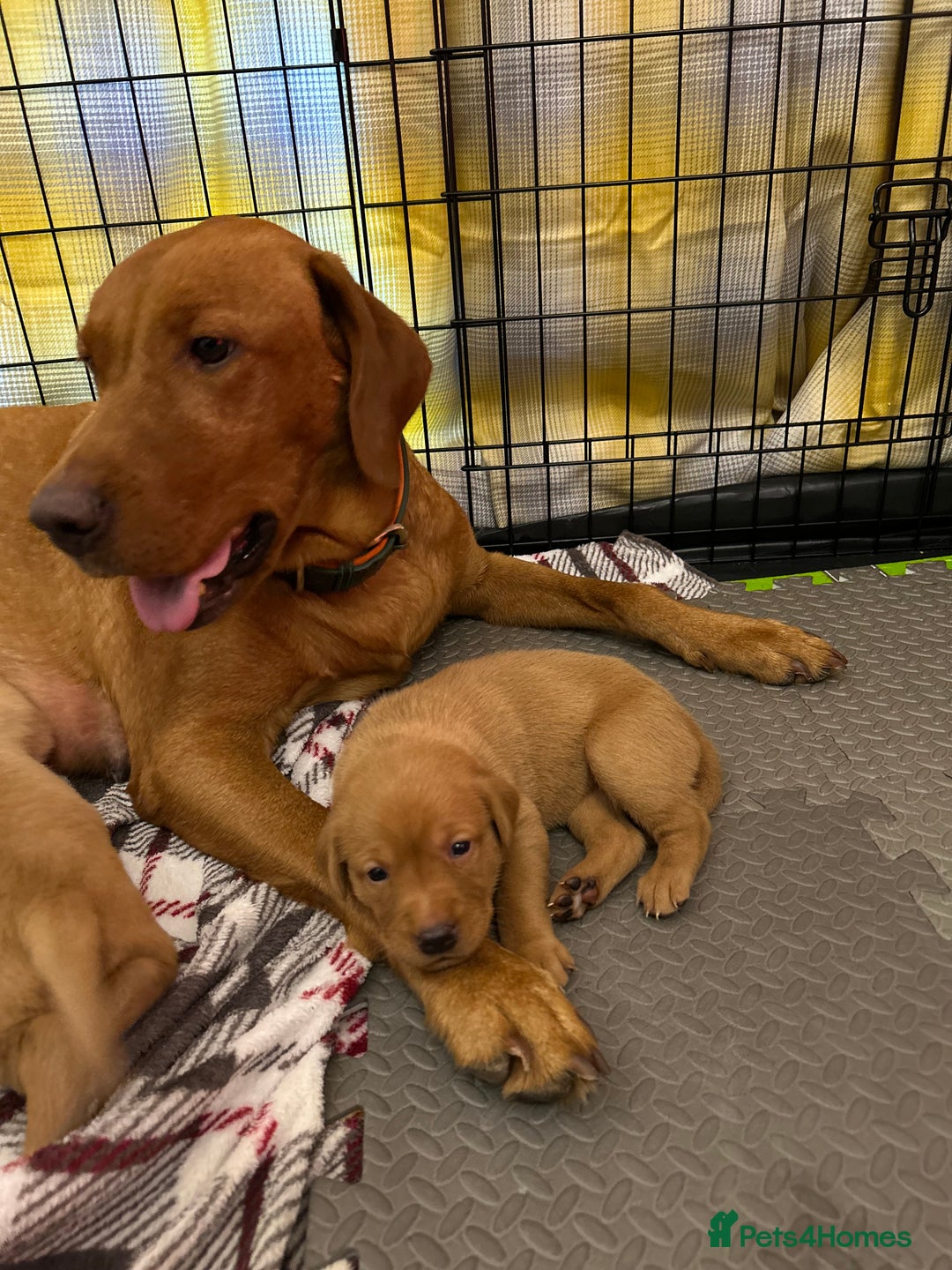 Labrador Retriever dogs for sale: Fox red labrador pups Glasgow  - Advert 25