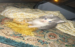 Ragdoll cats for sale: Mixed breed Ragdoll - Image 5