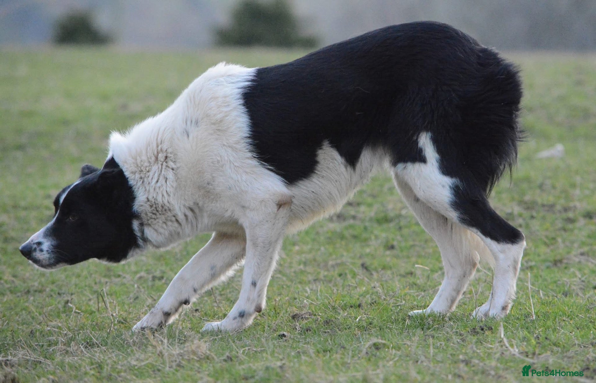 Border Collie dogs Killiebrae Sid and Sam  - Advert 15