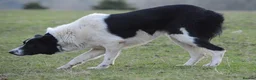 Border Collie dogs for sale: Killiebrae Sid and Sam  - Advert 1
