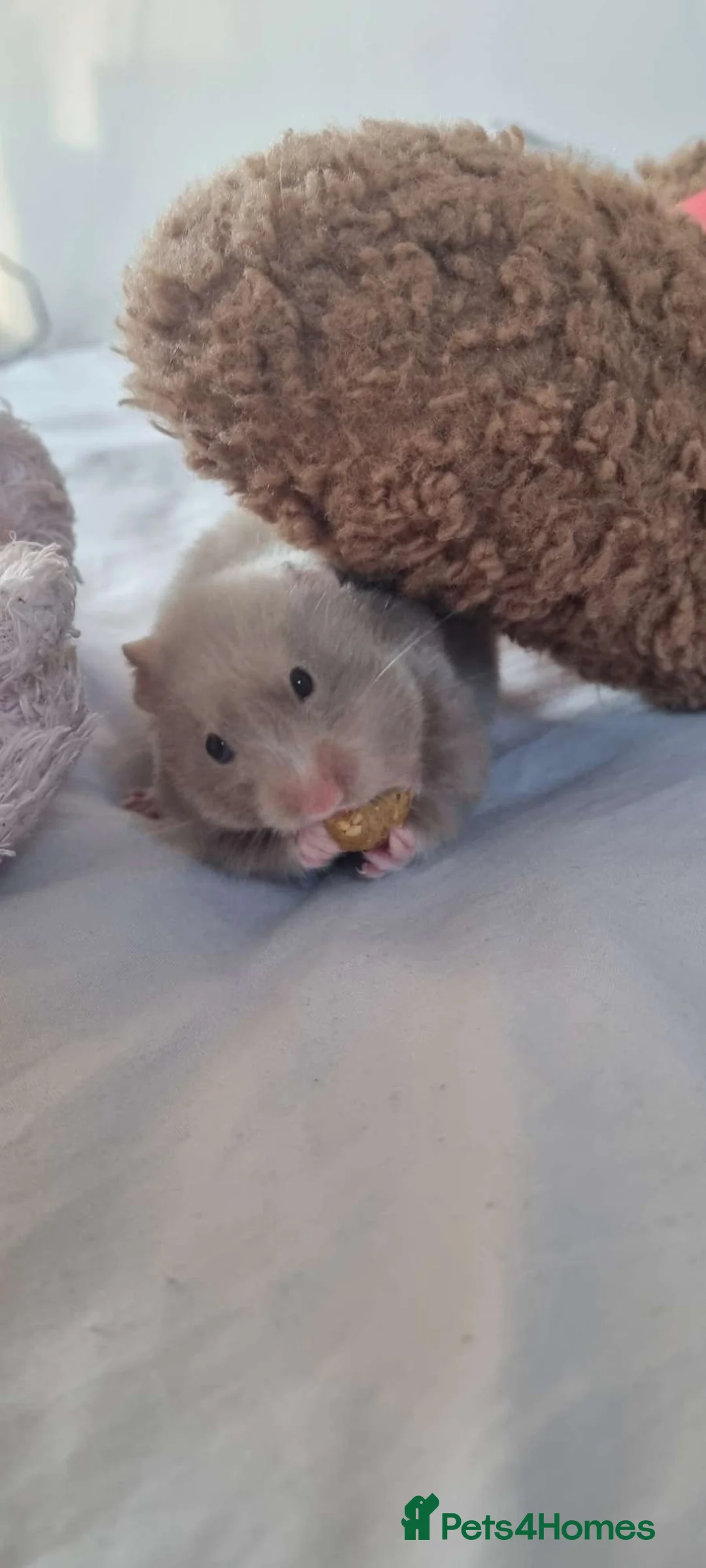 Hamster rodents for sale: Syrian hamster in Ashford - Advert 2