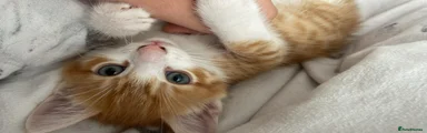 Gorgeous Ginger and White 8 week old Kitten. Male.