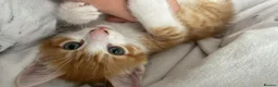 Mixed Breed cats for sale: 8 week old kittens. 2 boys 1 girl - Advert 22