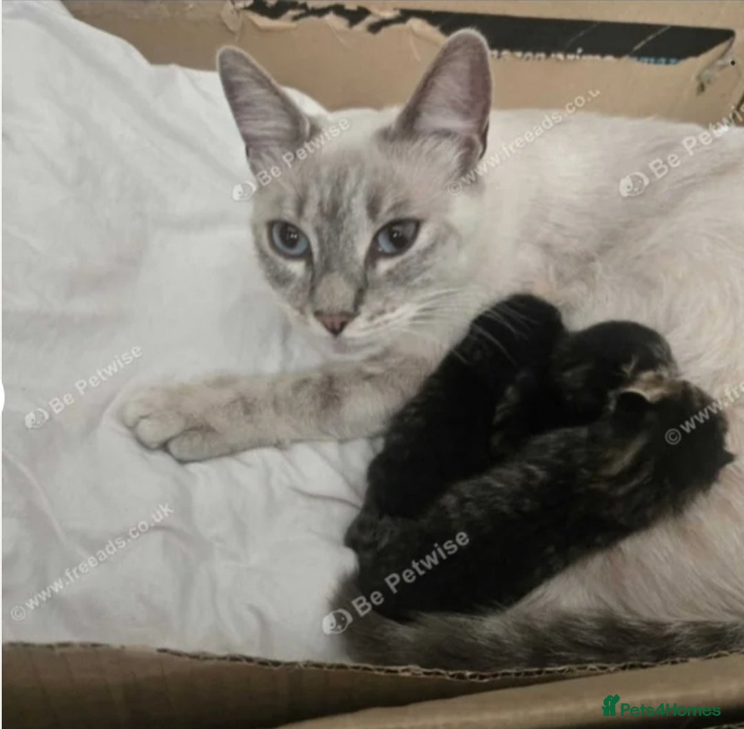 Mixed Breed cats for sale: BENGAL RAGDOLL MAINE COON CROSS KITTENS  - Advert 7