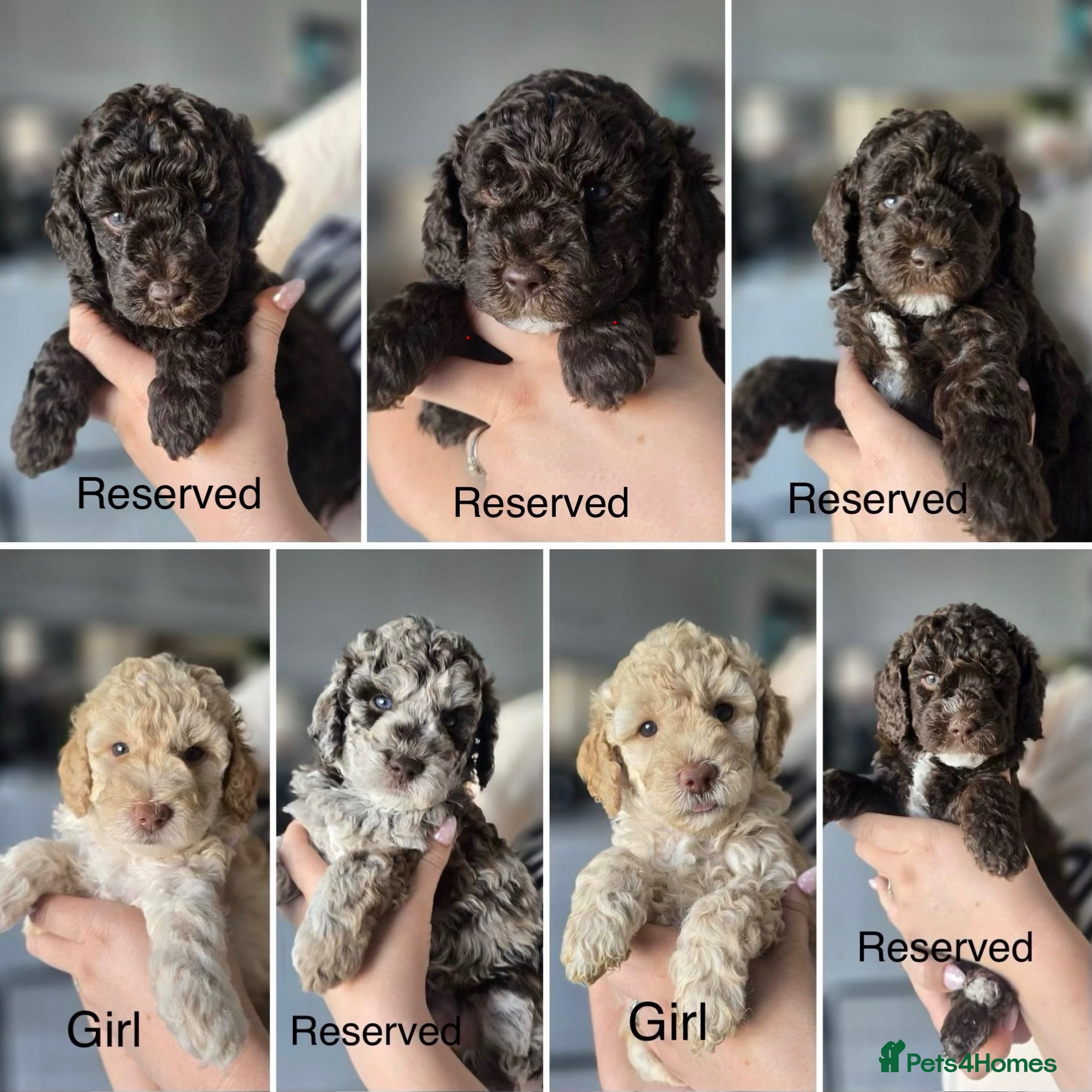 Labradoodle dogs Beautiful labradoodle puppies! - Advert 5