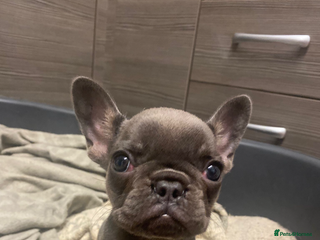 French Bulldog dogs Female French bulldog - Advert 1