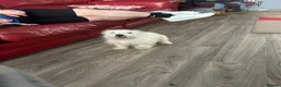 West Highland Terrier dogs for sale: Lovely west highland terrier  in Stoke-on-Trent - Advert 3