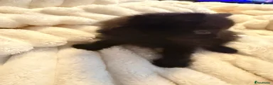 Black fluffy girl 