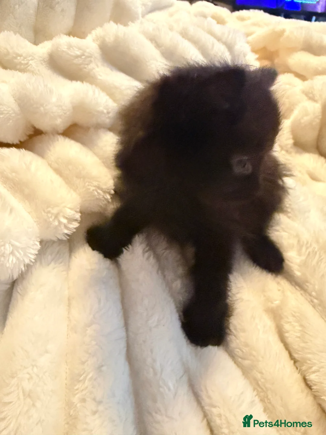Mixed Breed cats for sale: Kittens available now  - Advert 2