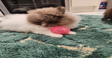 Pomeranian dogs - Advert 1