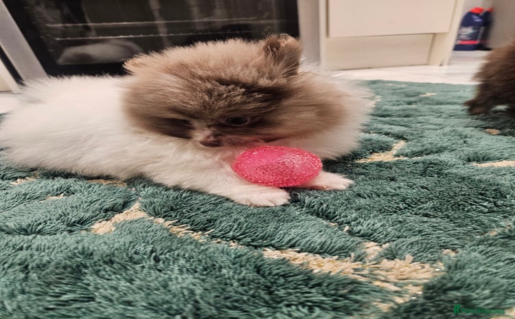 Pomeranian dogs - Advert 1