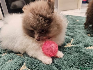 Pomeranian dogs - Advert 1