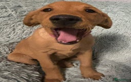 Labrador Retriever dogs for sale: KC REG Lab puppy ready to take home - Image 9