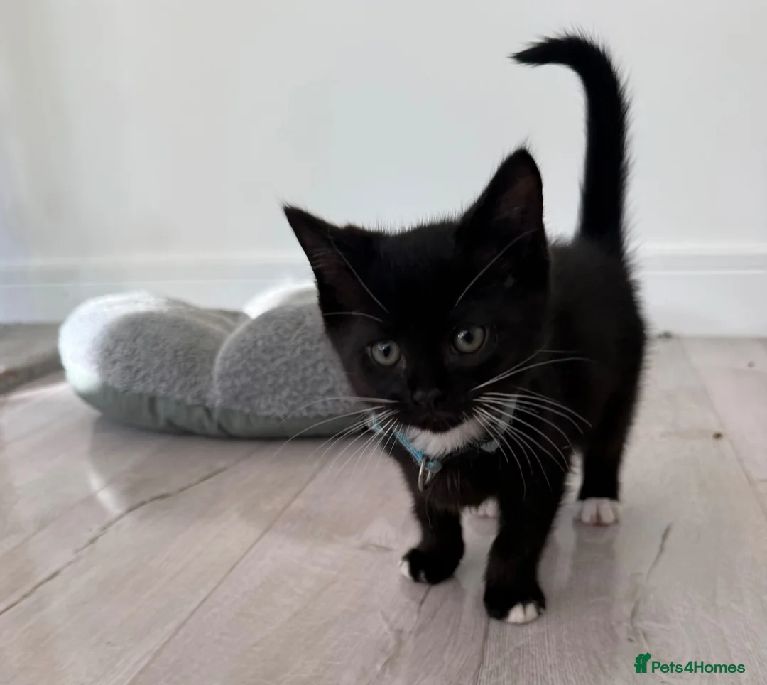 Ragdoll cats for sale: Ragdoll mix - Advert 2