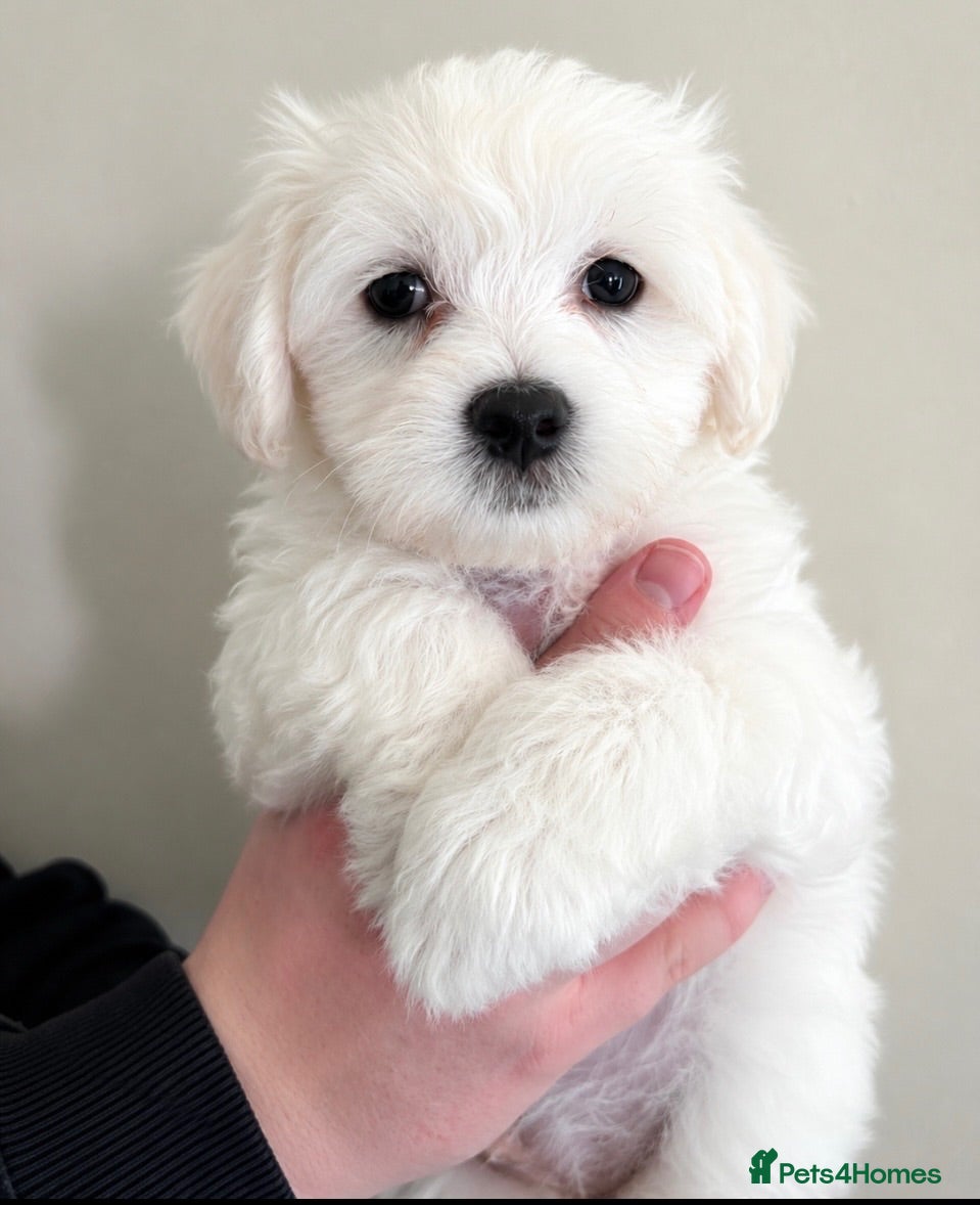 Mixed Breed dogs Only girls🩷Maltese pups ready to leave  - Advert 1