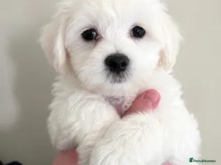 Mixed Breed dogs Only girls🩷Maltese pups ready to leave - Advert 18