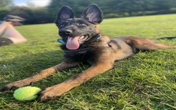 Mixed Breed dogs for sale: German shepherd cross Belgian malinios 8 months  - Image 1