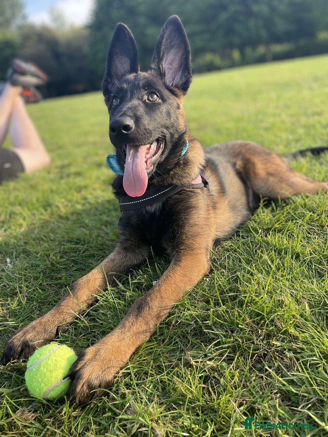 Mixed Breed dogs for sale: German shepherd cross Belgian malinios 8 months  - Image 1