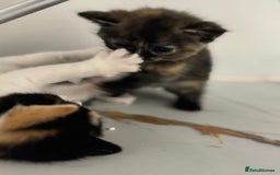 Mixed Breed cats for sale: Ragdoll x British Longhair x Moggie - Image 7