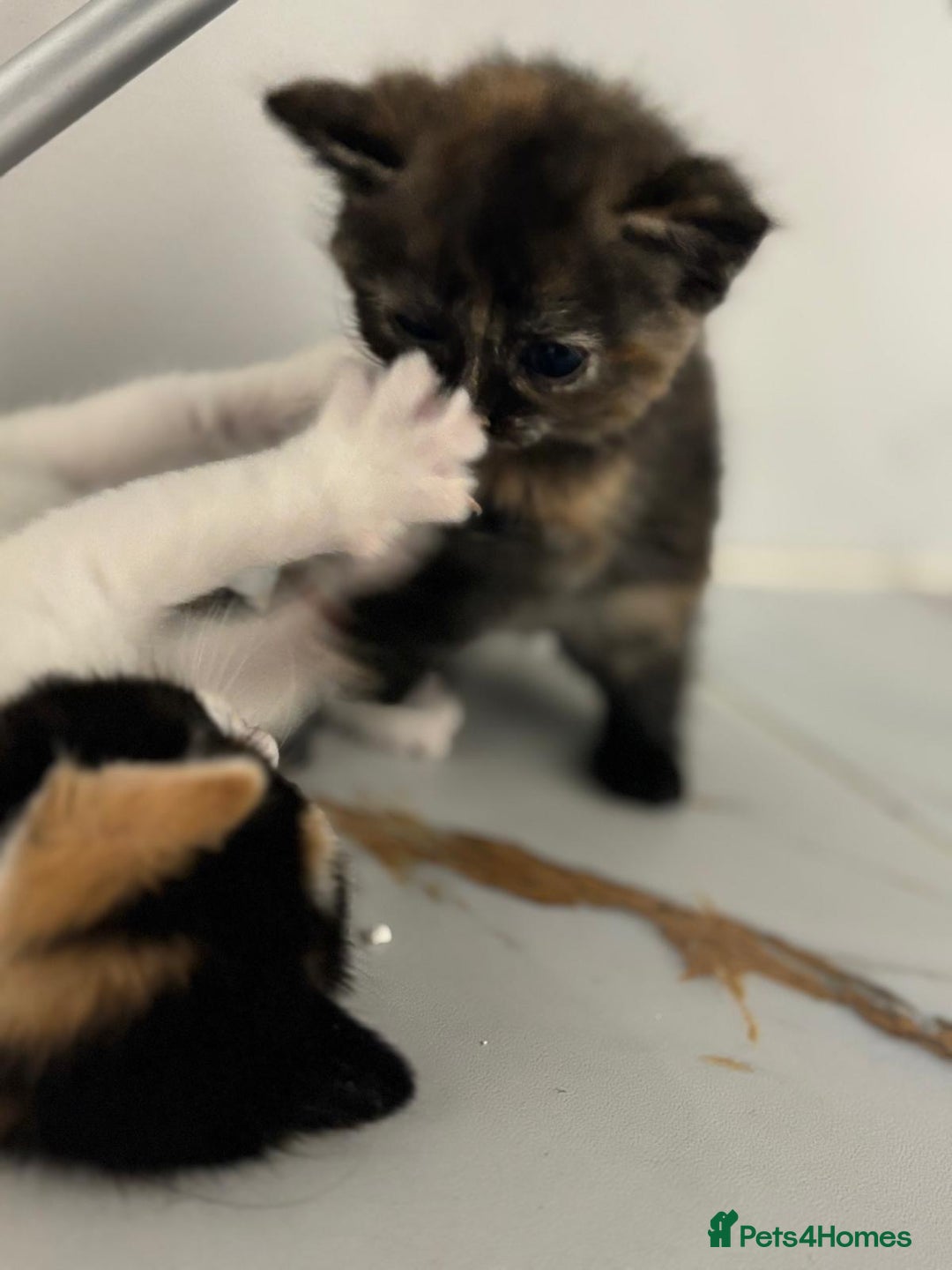 Mixed Breed cats for sale: Ragdoll x British Longhair x Moggie - Image 7