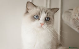 Ragdoll cats for sale: Amazing Ragdoll kittens - Image 19
